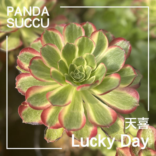 Pandasuccu Aeoniums and Succulents – PandaSucculent